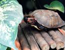 Japanische Zacken-Erdschildkröte, Geoemyda japonica, – © Hans-Jürgen Bidmon