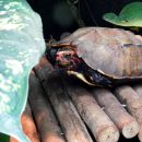 Japanische Zacken-Erdschildkröte, Geoemyda japonica, – © Hans-Jürgen Bidmon