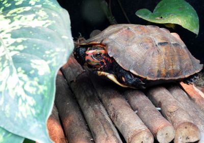 Japanische Zacken-Erdschildkröte, Geoemyda japonica, – © Hans-Jürgen Bidmon