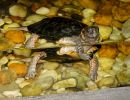 Moorschildkröte, Glyptemys muhlenbergii, im Aquaterrarium – © Hans-Jürgen Bidmon