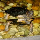 Moorschildkröte, Glyptemys muhlenbergii, im Aquaterrarium – © Hans-Jürgen Bidmon