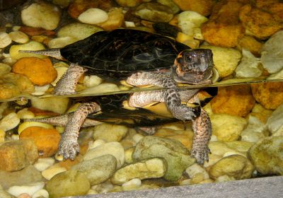 Moorschildkröte, Glyptemys muhlenbergii, – © Hans-Jürgen Bidmon