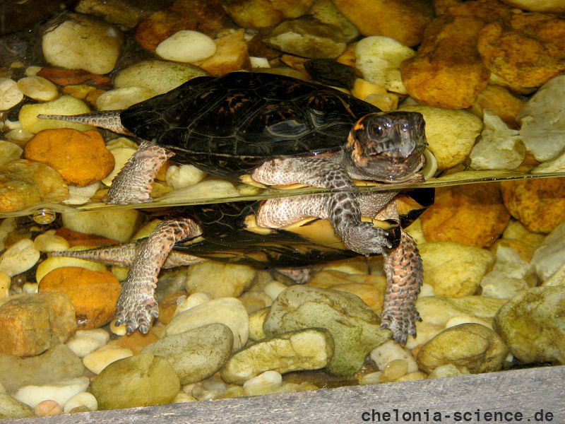 Moorschildkröte, Glyptemys muhlenbergii, im Aquaterrarium – © Hans-Jürgen Bidmon Moorschildkröte, Glyptemys muhlenbergii, im Aquaterrarium – © Hans-Jürgen Bidmon