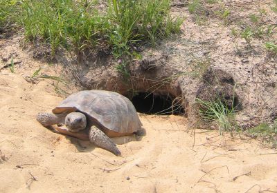 Georgia-Gopherschildkröte, Gopherus polyphemus, – © Tracey D. Tuberville