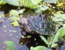 Falsche Landkarten-Höckerschildkröte, Graptemys pseudogeographica, – © Hans-Jürgen Bidmon