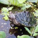 Falsche Landkarten-Höckerschildkröte, Graptemys pseudogeographica, – © Hans-Jürgen Bidmon