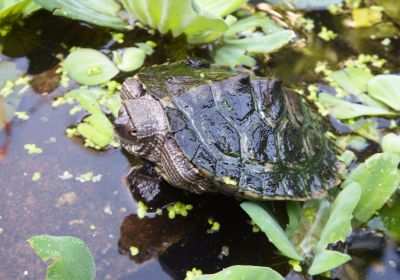 Falsche Landkarten-Höckerschildkröte, Graptemys pseudogeographica, – © Hans-Jürgen Bidmon