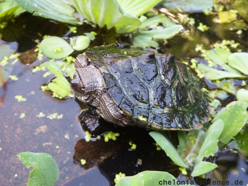 Falsche Landkarten-Höckerschildkröte, Graptemys pseudogeographica, – © Hans-Jürgen Bidmon Falsche Landkarten-Höckerschildkröte, Graptemys pseudogeographica, – © Hans-Jürgen Bidmon