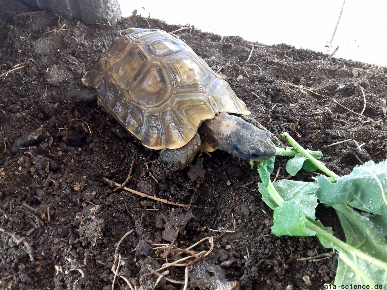 Stutz-Gelenkschildkröte, Kinixys homeana, frisst frische Rapsblätter – © Ivo Ivanchev