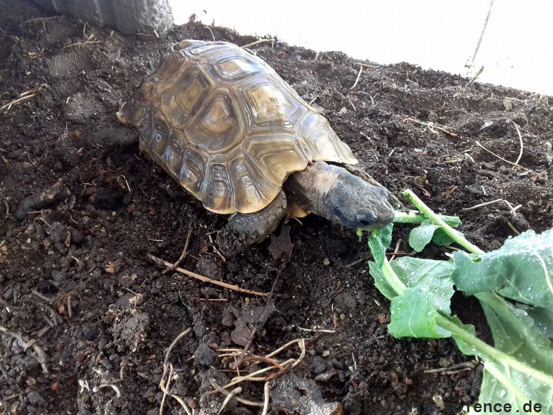 Stutz-Gelenkschildkröte, Kinixys homeana, – © Ivo Ivanchev Stutz-Gelenkschildkröte, Kinixys homeana, – © Ivo Ivanchev