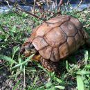 Lobatse-Gelenkschildkröte, Kinixys lobatsiana, – © John Zoran