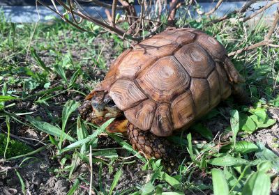 Lobatse-Gelenkschildkröte, Kinixys lobatsiana, – © John Zoran