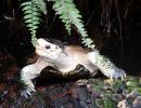 Sulawesi-Erdschildkröte, Leucocephalon yuwonoi, – © Hans-Jürgen Bidmon