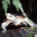 Sulawesi-Erdschildkröte, Leucocephalon yuwonoi, – © Hans-Jürgen Bidmon