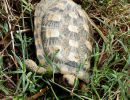 Spaltenschildkröte, Malacochersus tornieri, – © Hans-Jürgen Bidmon