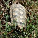 Spaltenschildkröte, Malacochersus tornieri, – © Hans-Jürgen Bidmon