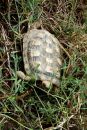 Spaltenschildkr&ouml;te, Malacochersus tornieri, &ndash; &copy; Hans-J&uuml;rgen Bidmon