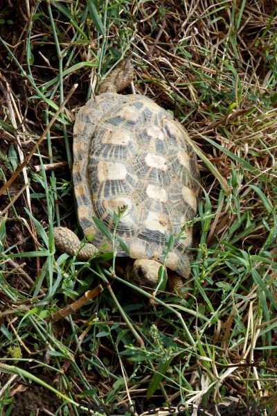 Spaltenschildkröte, Malacochersus tornieri, – © Hans-Jürgen Bidmon Spaltenschildkröte, Malacochersus tornieri, – © Hans-Jürgen Bidmon