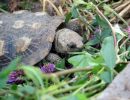 Spaltenschildkröte, Malacochersus tornieri, – © Hans-Jürgen Bidmon