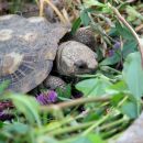 Spaltenschildkröte, Malacochersus tornieri, – © Hans-Jürgen Bidmon