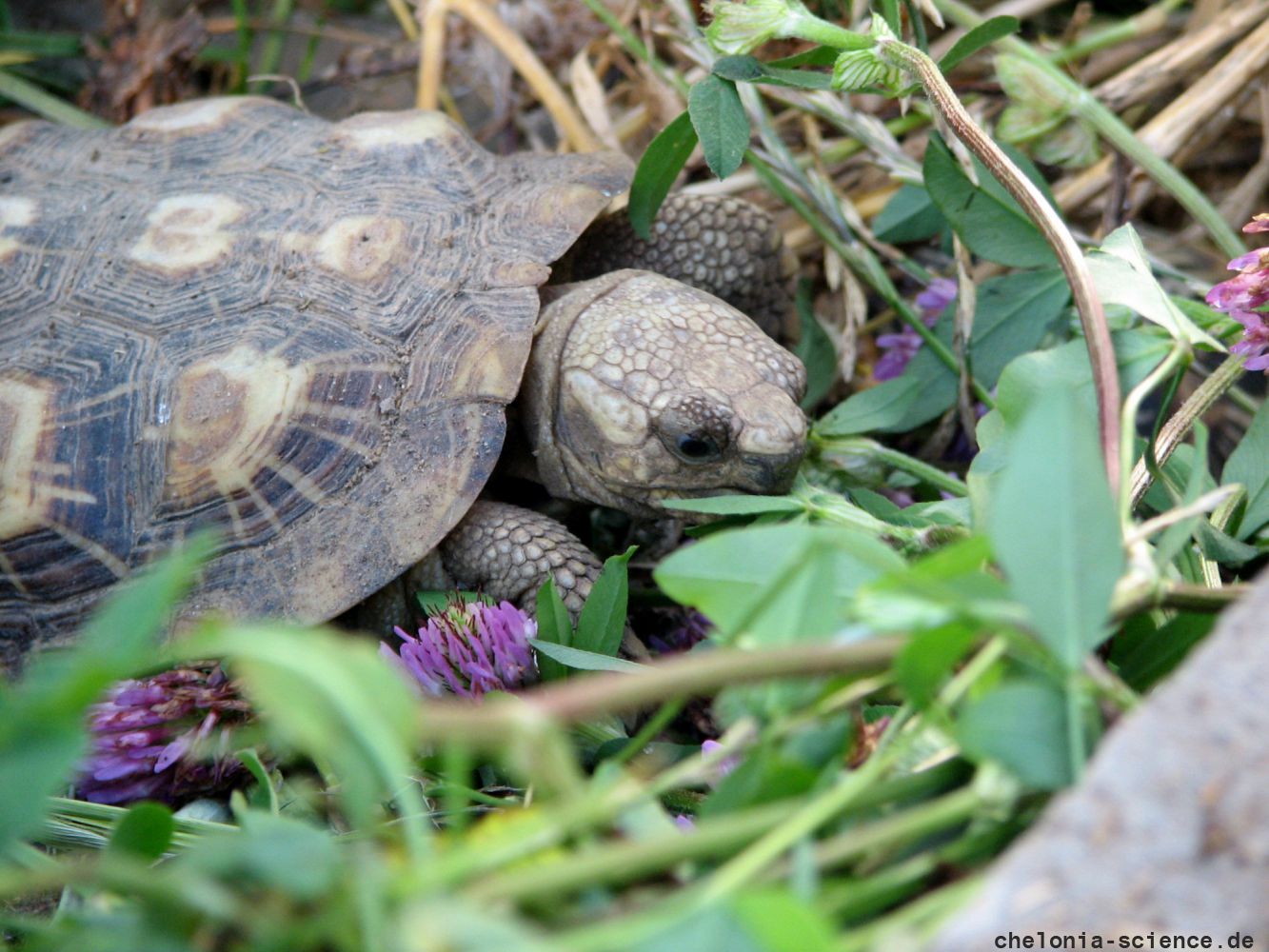 Spaltenschildkröte, Malacochersus tornieri, frisst blühenden Klee – © Hans-Jürgen Bidmon