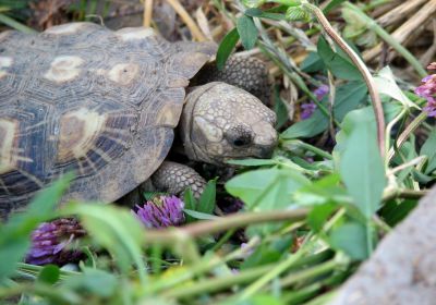 Spaltenschildkröte, Malacochersus tornieri, – © Hans-Jürgen Bidmon