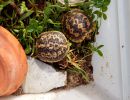 Spaltenschildkröte, Malacochersus tornieri, – © Hans-Jürgen Bidmon