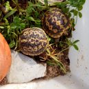 Spaltenschildkröte, Malacochersus tornieri, – © Hans-Jürgen Bidmon