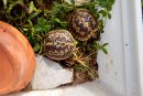 Spaltenschildkr&ouml;te, Malacochersus tornieri, &ndash; &copy; Hans-J&uuml;rgen Bidmon