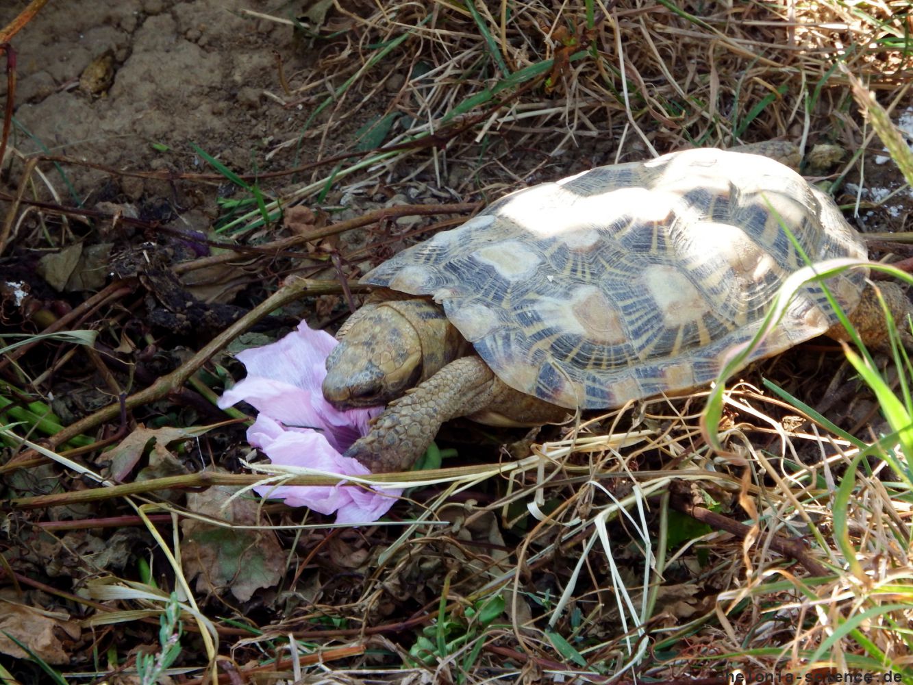 Spaltenschildkröte, Malacochersus tornieri, frisst Hibscusblüte – © Hans-Jürgen Bidmon