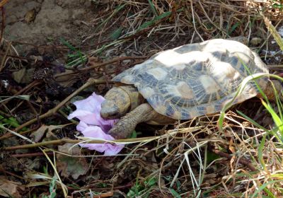 Spaltenschildkröte, Malacochersus tornieri, – © Hans-Jürgen Bidmon