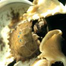 Hinterindische Waldschildkröte, Manouria impressa, ein Jungtier im Aufzuchtbecken wird mit Pilzen gefüttert – © Hans-Jürgen Bidmon