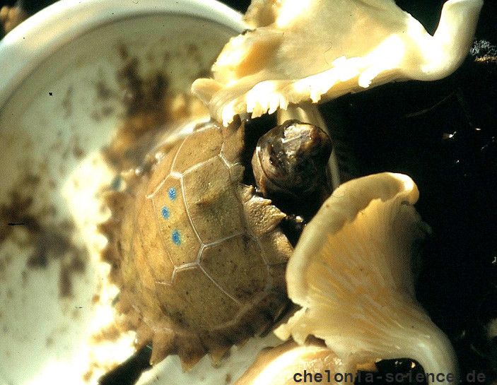 Hinterindische Waldschildkröte, Manouria impressa, ein Jungtier im Aufzuchtbecken wird mit Pilzen gefüttert – © Hans-Jürgen Bidmon Hinterindische Waldschildkröte, Manouria impressa, ein Jungtier im Aufzuchtbecken wird mit Pilzen gefüttert – © Hans-Jürgen Bidmon
