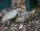 Hinterindische Waldschildkröte, Manouria impressa, das Männchen reitet auf – © Hans-Jürgen Bidmon