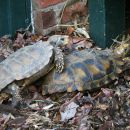 Hinterindische Waldschildkröte, Manouria impressa, das Männchen reitet auf – © Hans-Jürgen Bidmon