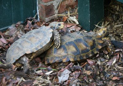 Hinterindische Waldschildkröte, Manouria impressa, – © Hans-Jürgen Bidmon