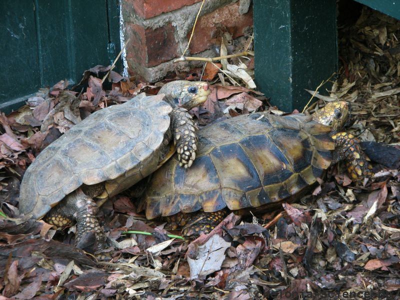Hinterindische Waldschildkröte, Manouria impressa, das Männchen reitet auf – © Hans-Jürgen Bidmon Hinterindische Waldschildkröte, Manouria impressa, das Männchen reitet auf – © Hans-Jürgen Bidmon