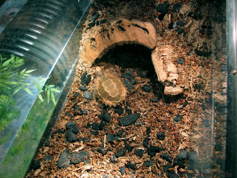 Hinterindische Waldschildkröte, Manouria impressa, ein Jungtier im Aufzuchtbecken – © Hans-Jürgen Bidmon Hinterindische Waldschildkröte, Manouria impressa, ein Jungtier im Aufzuchtbecken – © Hans-Jürgen Bidmon