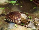 Maurische Bachschildkröte, Mauremys leprosa, – © Hans-Jürgen Bidmon