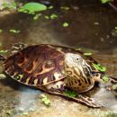 Maurische Bachschildkröte, Mauremys leprosa, – © Hans-Jürgen Bidmon