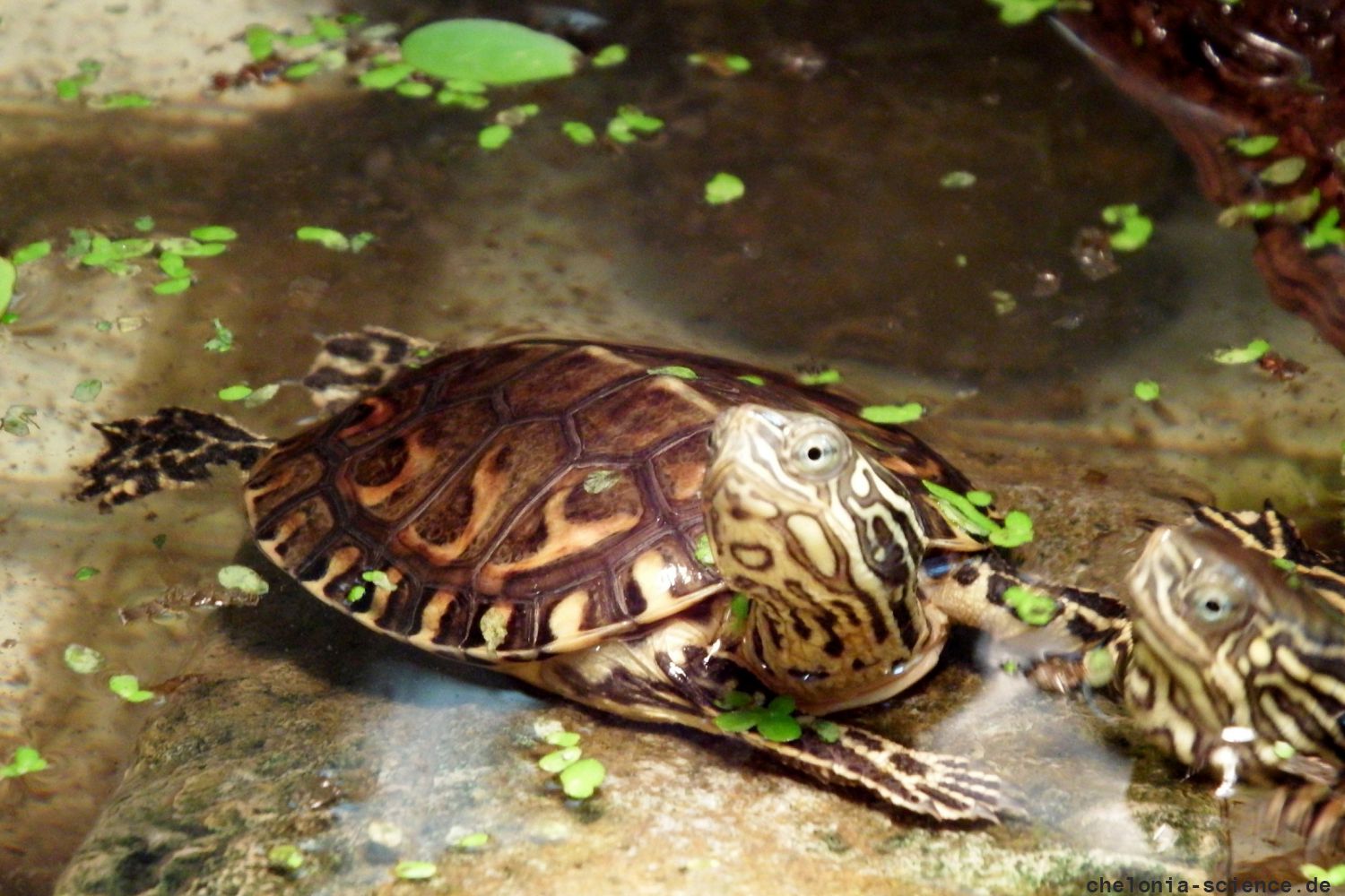 Maurische Bachschildkröte, Mauremys leprosa, – © Hans-Jürgen Bidmon