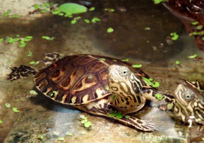 Maurische Bachschildkröte, Mauremys leprosa, – © Hans-Jürgen Bidmon