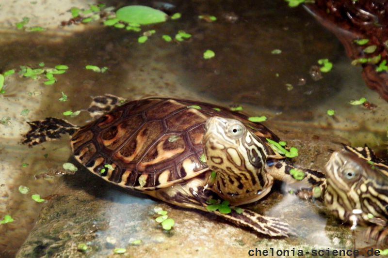 Maurische Bachschildkröte, Mauremys leprosa, – © Hans-Jürgen Bidmon Maurische Bachschildkröte, Mauremys leprosa, – © Hans-Jürgen Bidmon