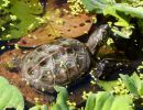 Chinesische Dreikielschildkröte, Mauremys reevesii, – © Hans-Jürgen Bidmon