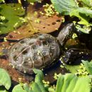 Chinesische Dreikielschildkröte, Mauremys reevesii, – © Hans-Jürgen Bidmon