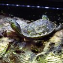 Chinesische Streifenschildkröte, Mauremys sinensis, – © Hans-Jürgen Bidmon Chinesische Streifenschildkröte, Mauremys sinensis, – © Hans-Jürgen Bidmon