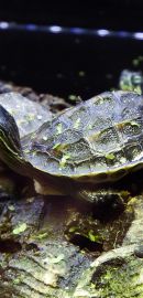 Chinesische Streifenschildkröte, Mauremys sinensis, – © Hans-Jürgen Bidmon