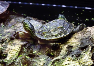 Chinesische Streifenschildkröte, Mauremys sinensis, – © Hans-Jürgen Bidmon