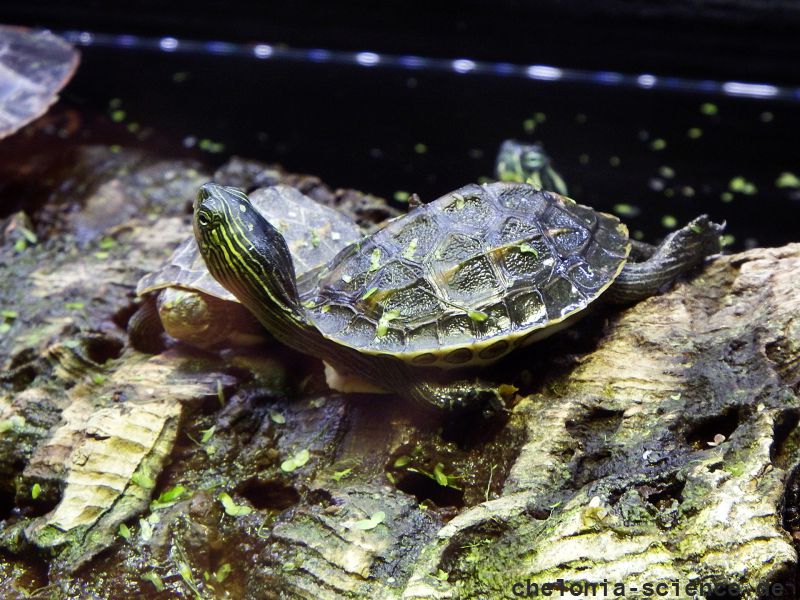 Chinesische Streifenschildkröte, Mauremys sinensis, – © Hans-Jürgen Bidmon Chinesische Streifenschildkröte, Mauremys sinensis, – © Hans-Jürgen Bidmon