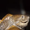 Großkopfschildkröte, Platysternon megacephalum, – © Hans-Jürgen Bidmon Großkopfschildkröte, Platysternon megacephalum, – © Hans-Jürgen Bidmon